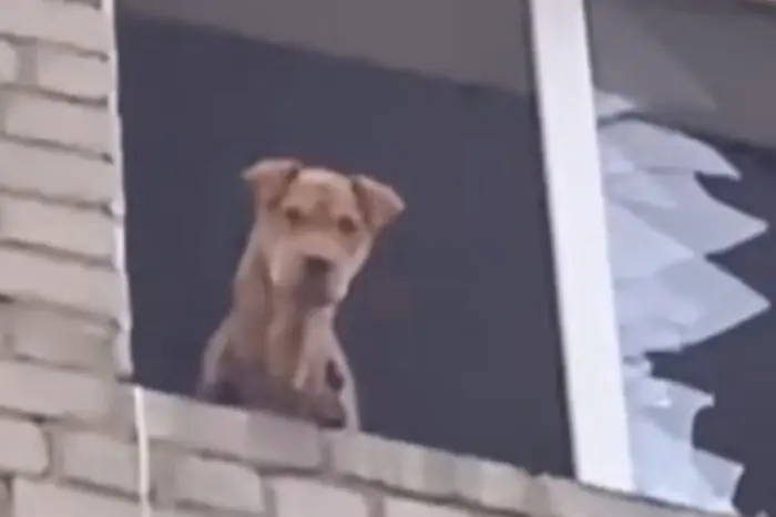 Донеччина: врятовано собаку, яка місяць перебувала на п’ятому поверсі зруйнованого дому