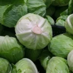 В Україні стрімко дешевшає капуста: яка ціна нині