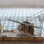 Миша перехитрила господаря і втекла з пасткою: курйозні кадри