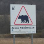 В Польщі на кордоні з Україною ведмідь загриз жінку