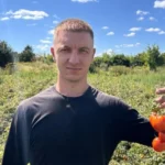 Фермер розповів, як захистити томати від спеки: що радить робити