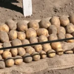 Стало відомо, які сорти картоплі найкраще витримали спеку